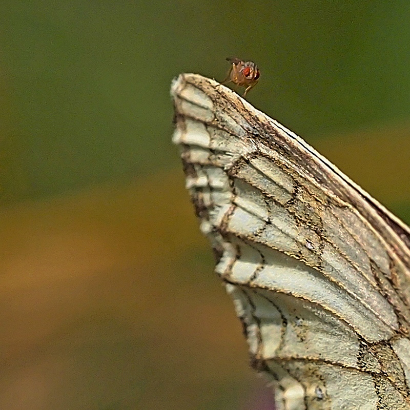 Hitchhiking