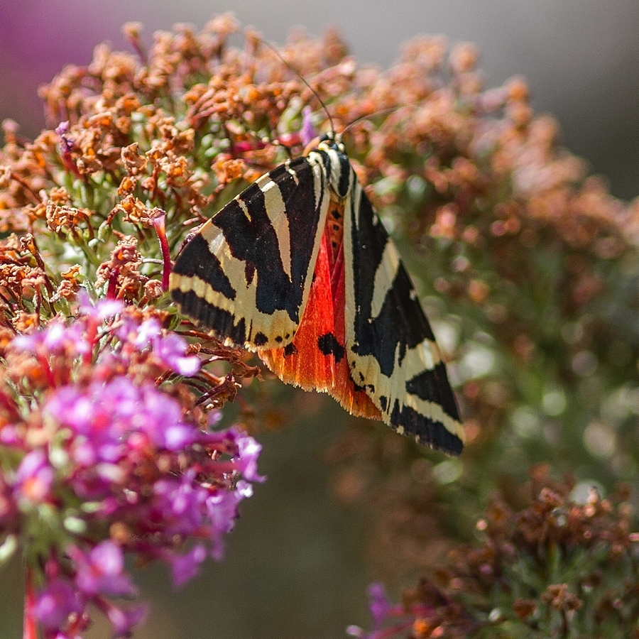 Jersey Tiger Moth 