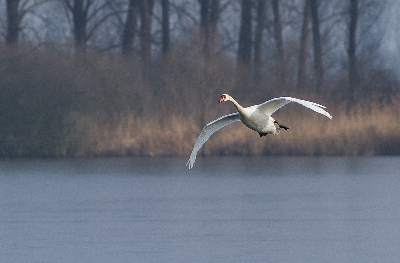 Landing in the Ice Pond