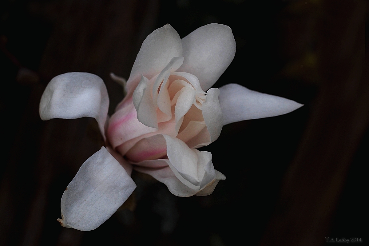 Magnolia