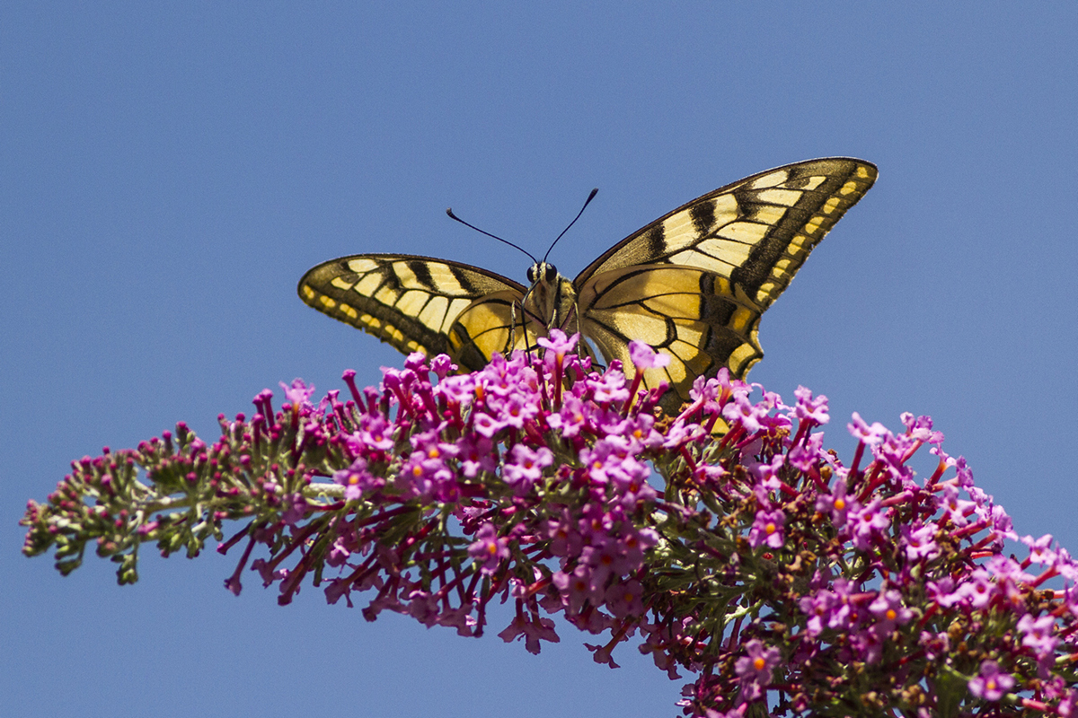 Swallowtail 