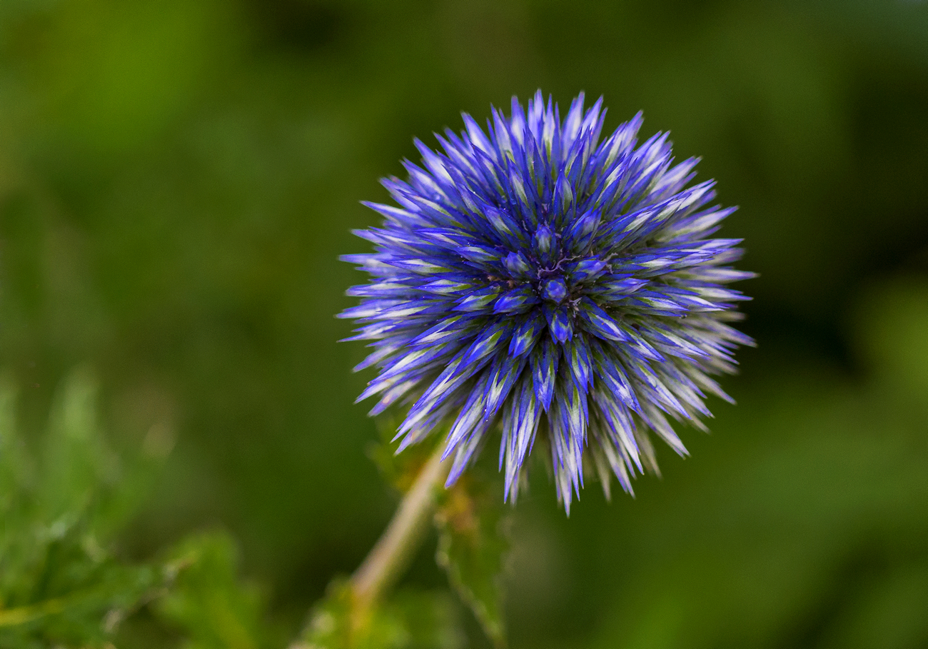 Globe Thistle