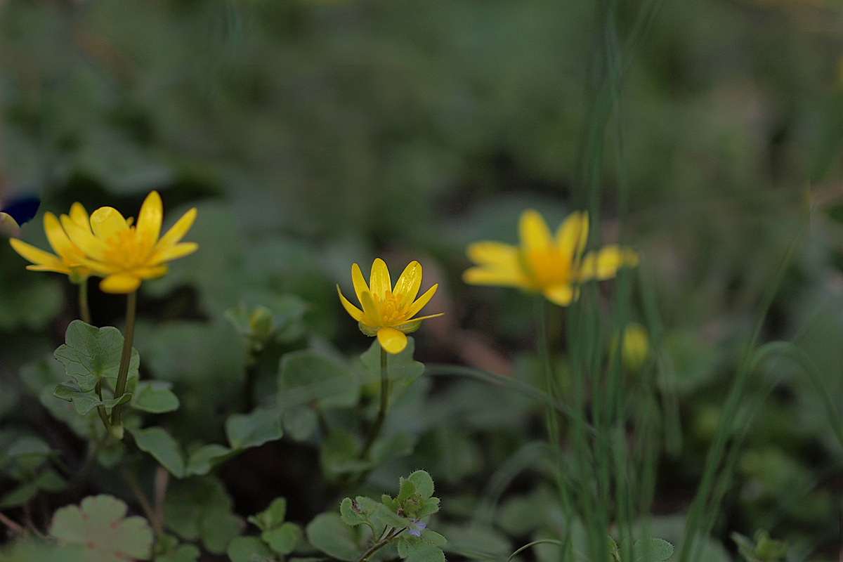  Lesser celandine 