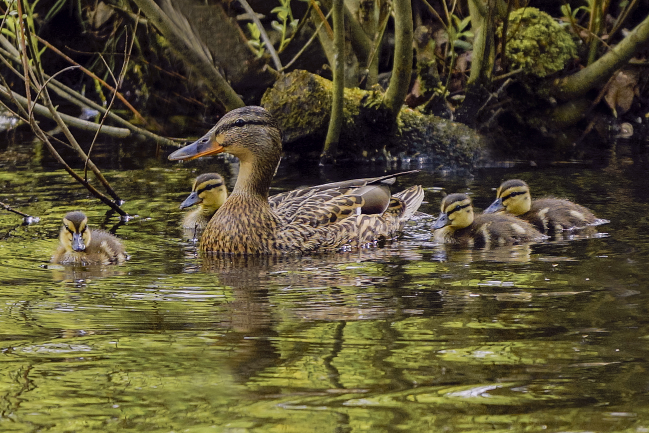 Mallard Mom and  Ducklings