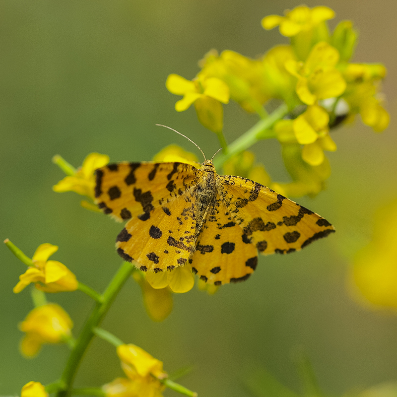 Speckled Yellow Moth 