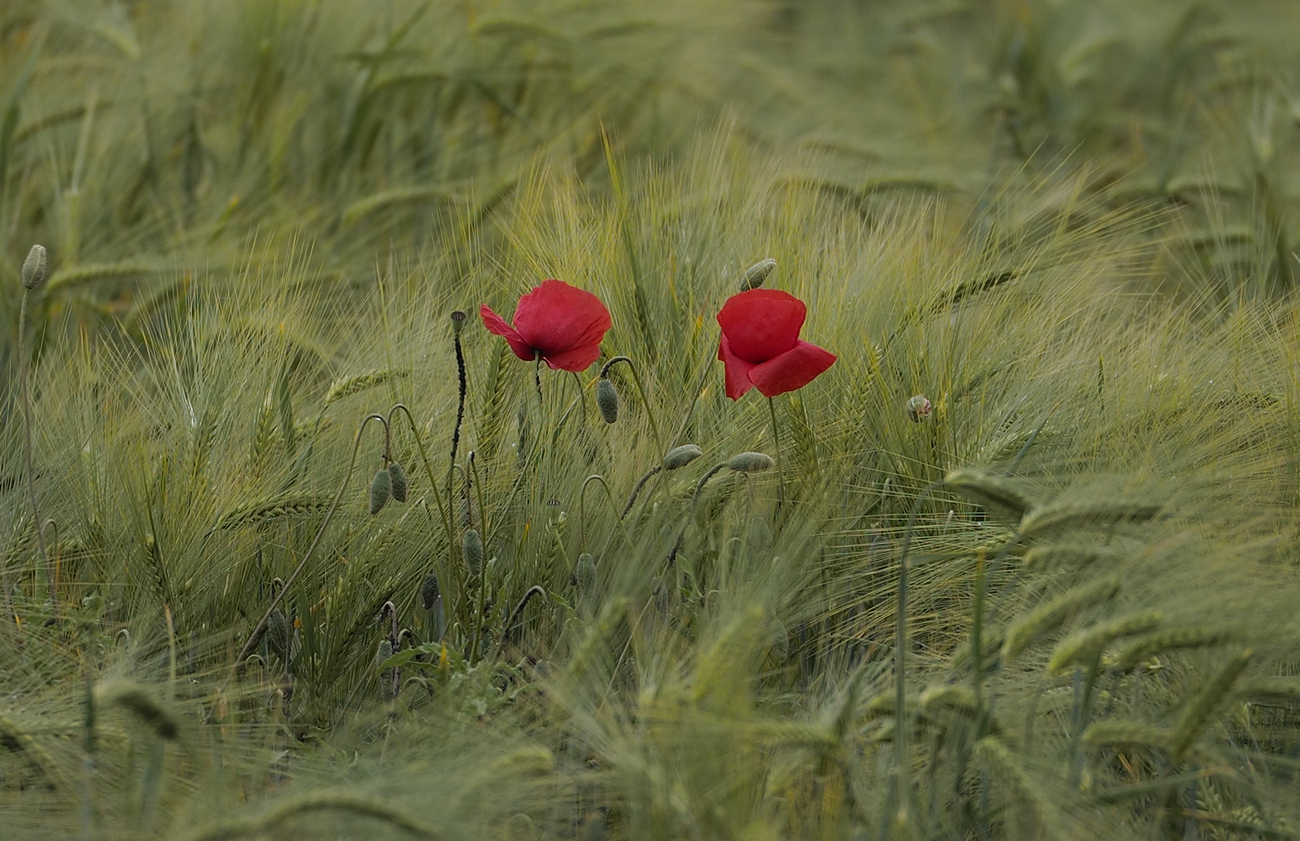 In the Wheat