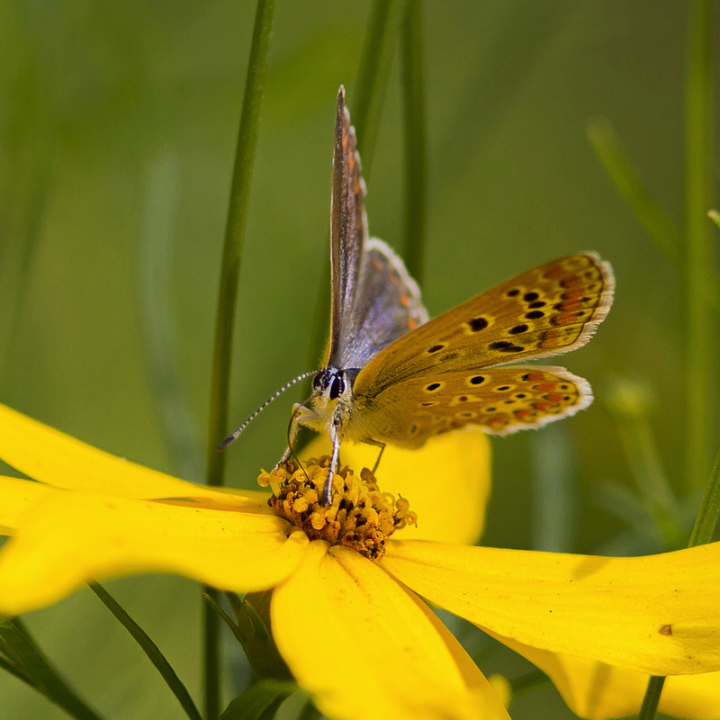 Silver Studded Blue