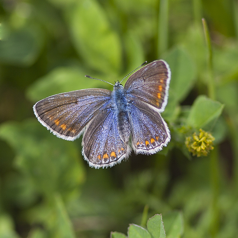 Common Blue (Polyommatus icarus) Female 