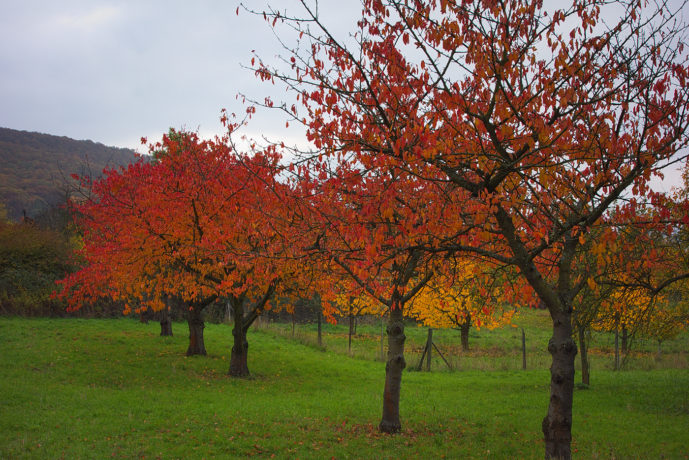 Cherry Orchard