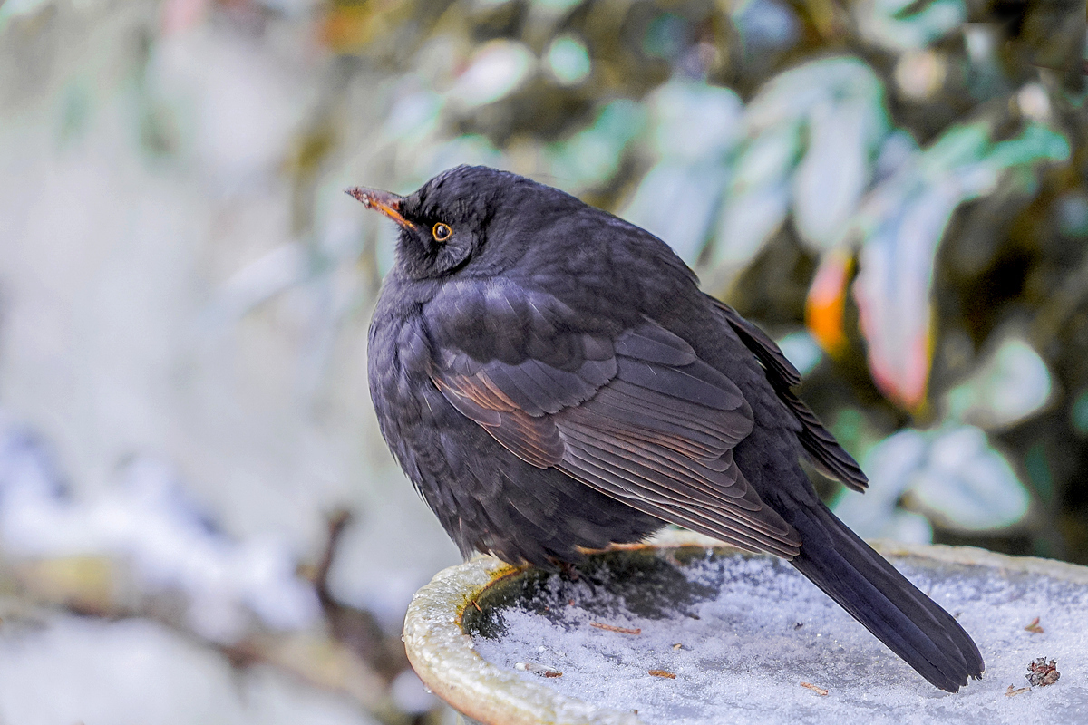 Common Blackbird/Turdus merula/Amsel 