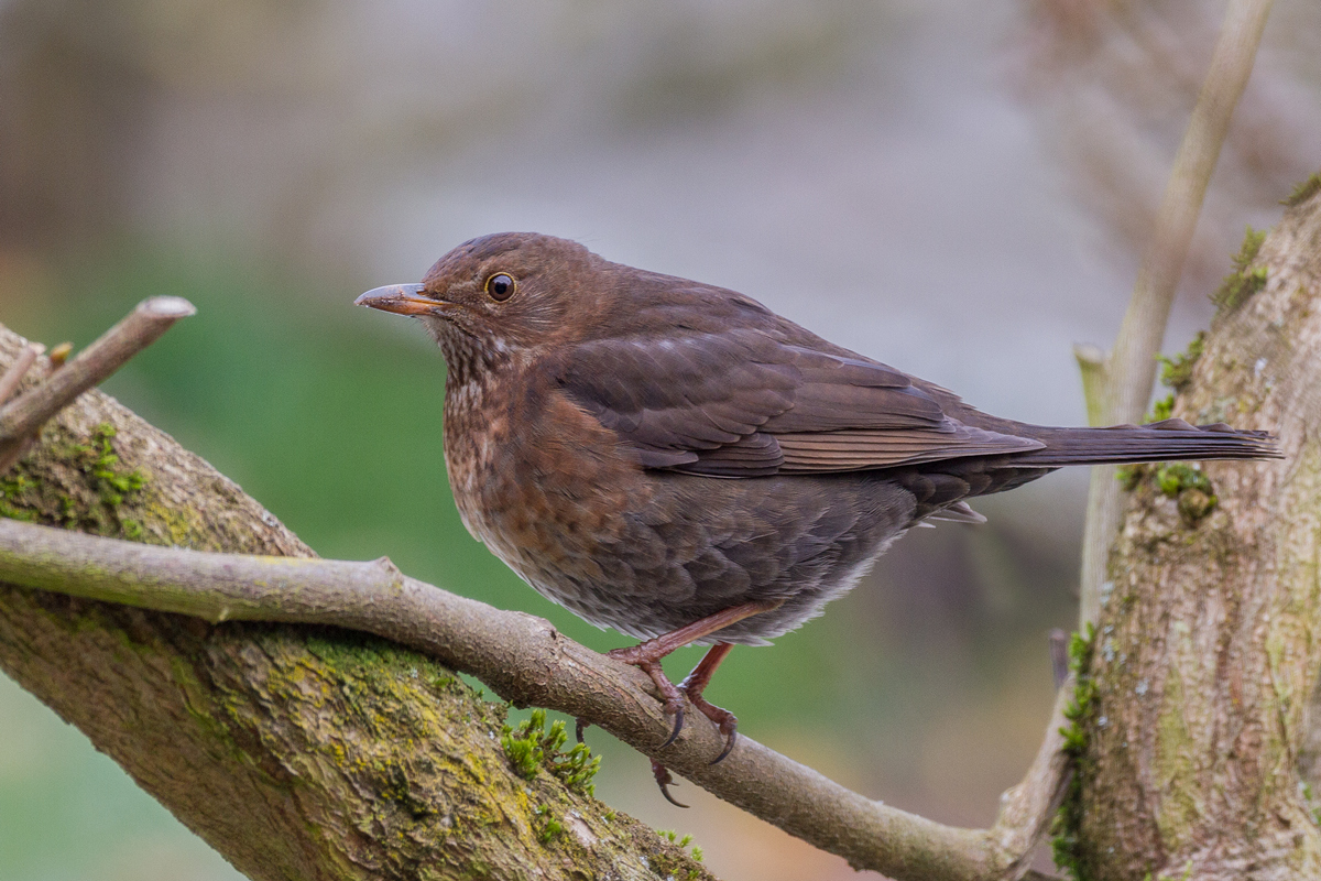Common Blackbird/Turdus merula/Amsel 