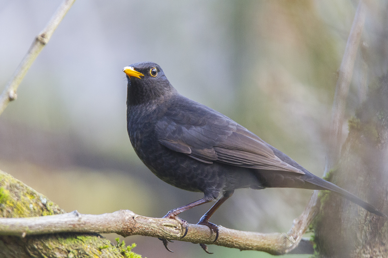 Common Blackbird/Turdus merula/Amsel 