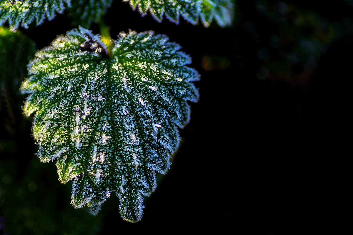 Frosty Leaf