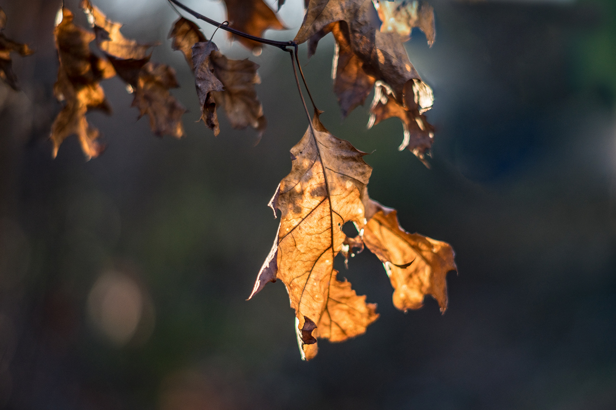 Hanging On