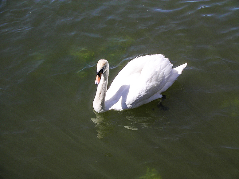 Swan