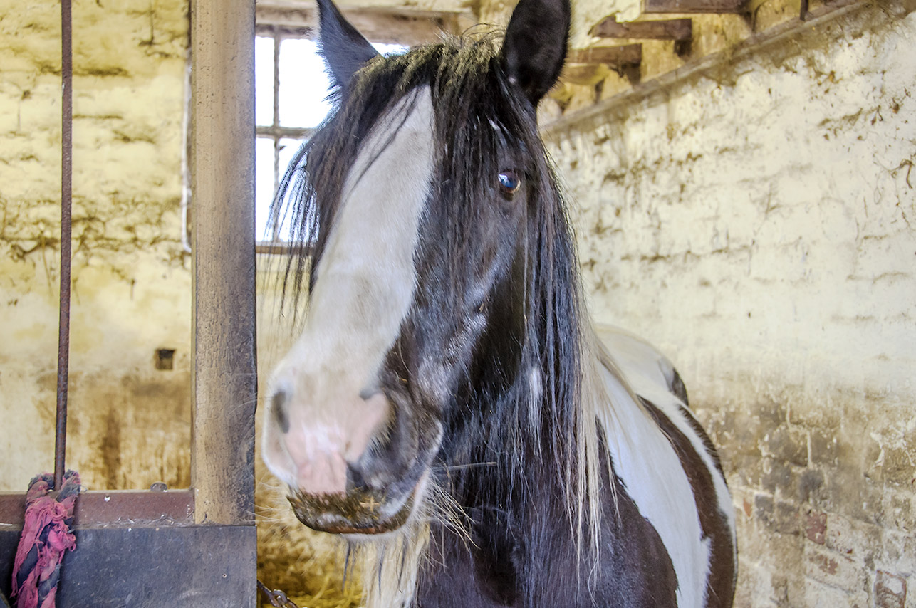 Patch in the stable