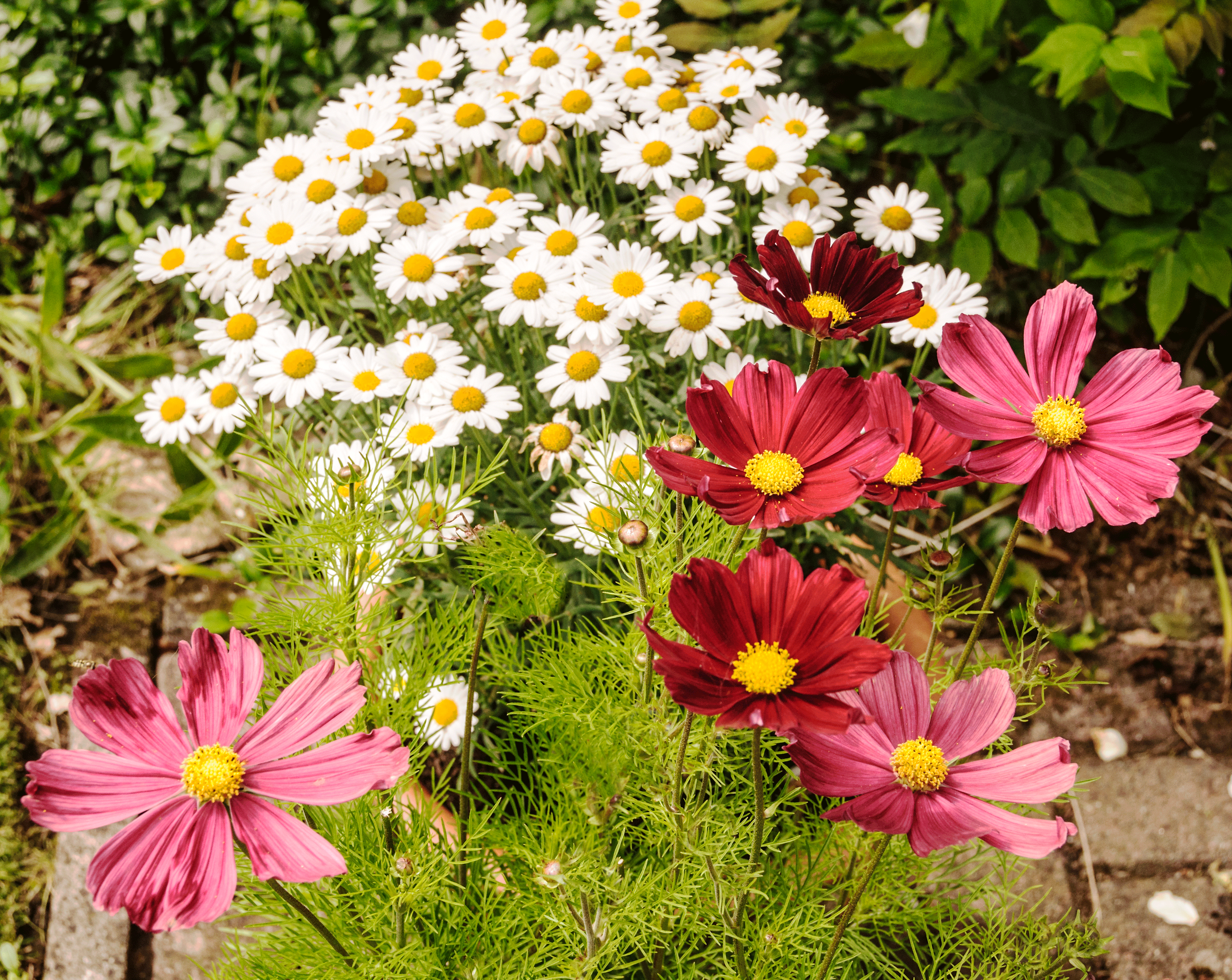 Flowers in the garden