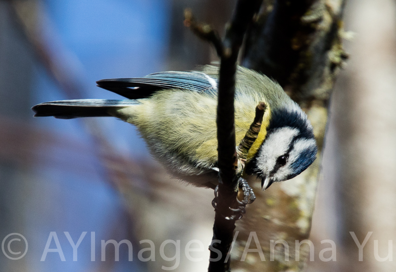 Eurasian blue tit