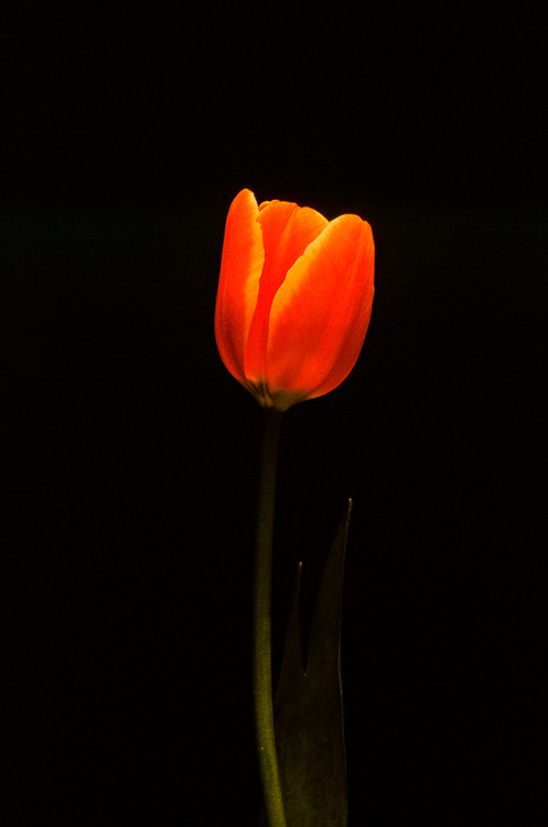 Tulip #4