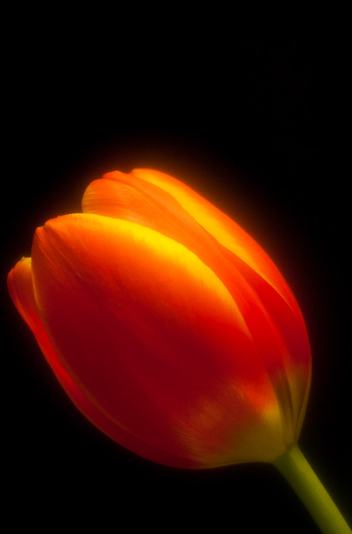 Tulip #3