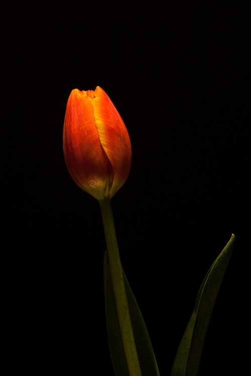 Tulip #2