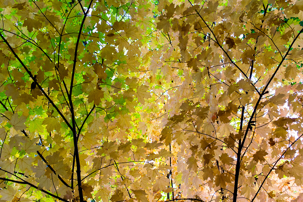 Fall Leaves 1.jpg