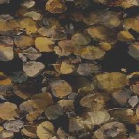 LEAVES02.JPG