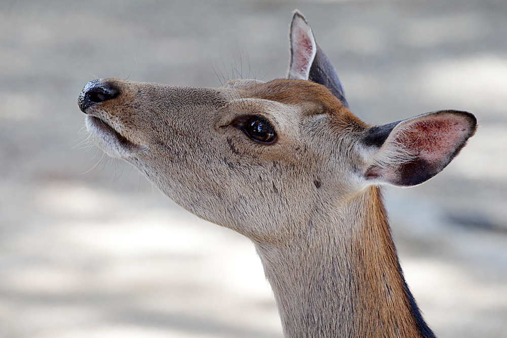 173_Kyoto_F66F5360.JPG