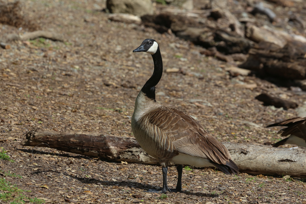 Canada Goose