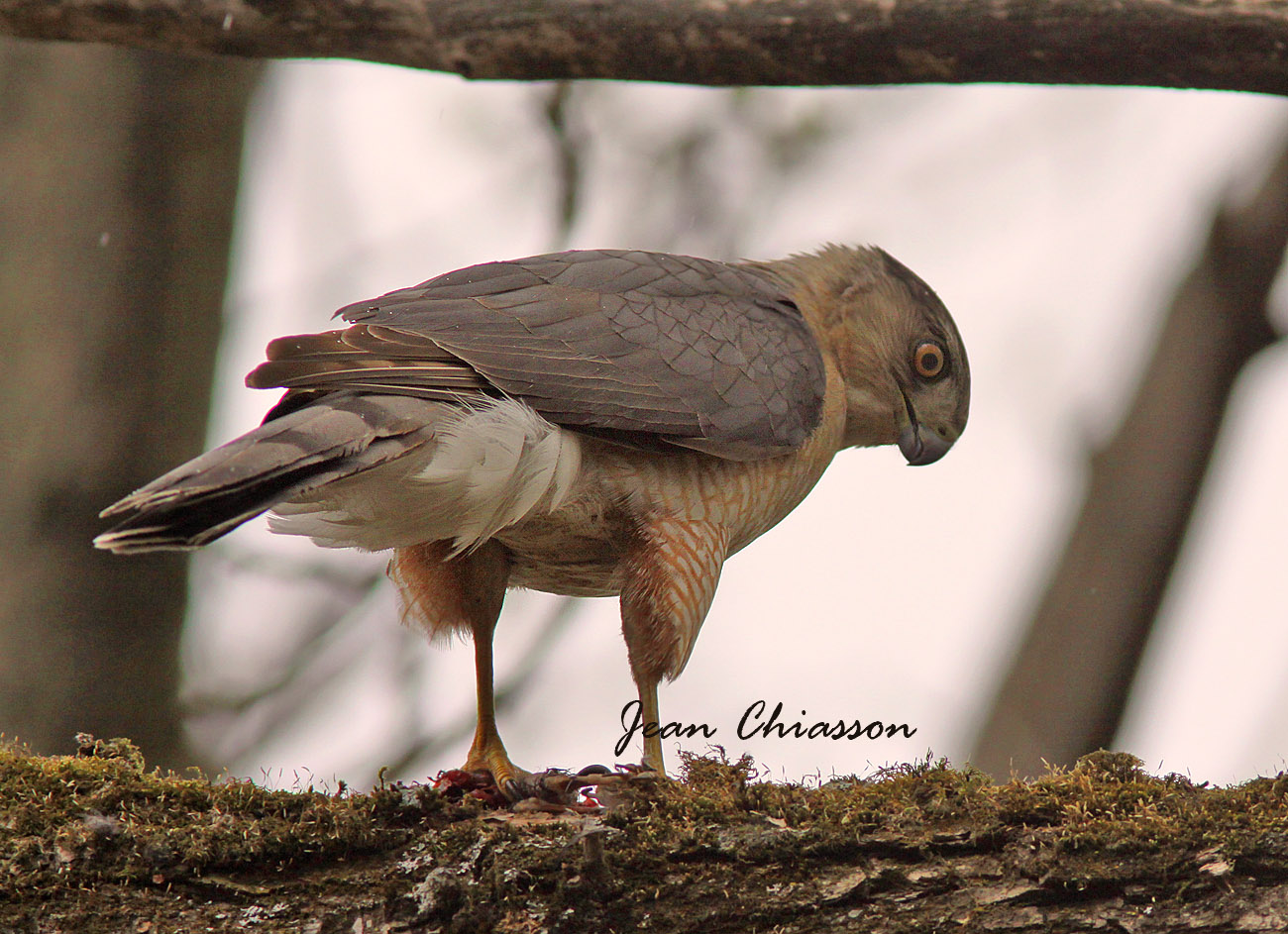 pervier de Cooper (Coopers Hawk ( Male)