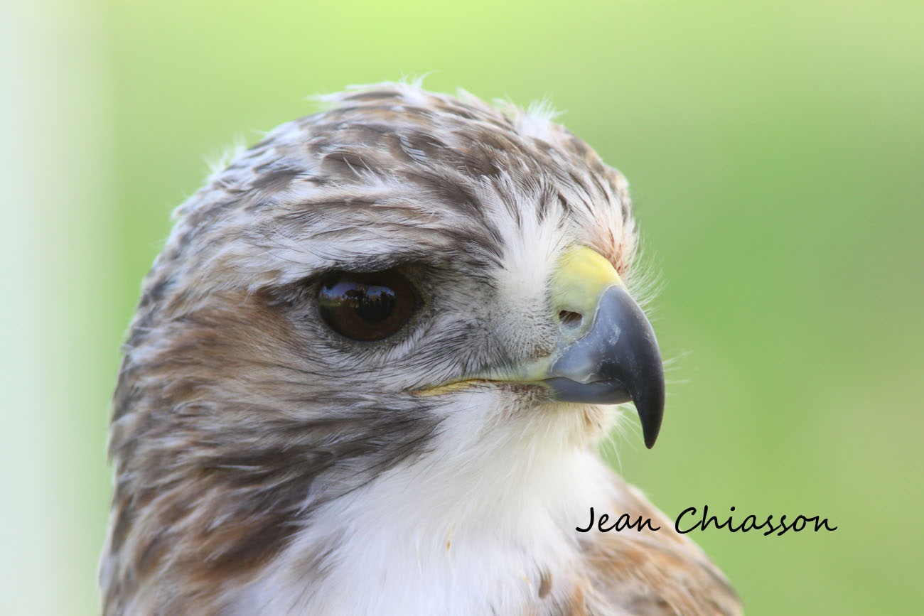 Buse a queue rouse/ Red - tailed Hawk