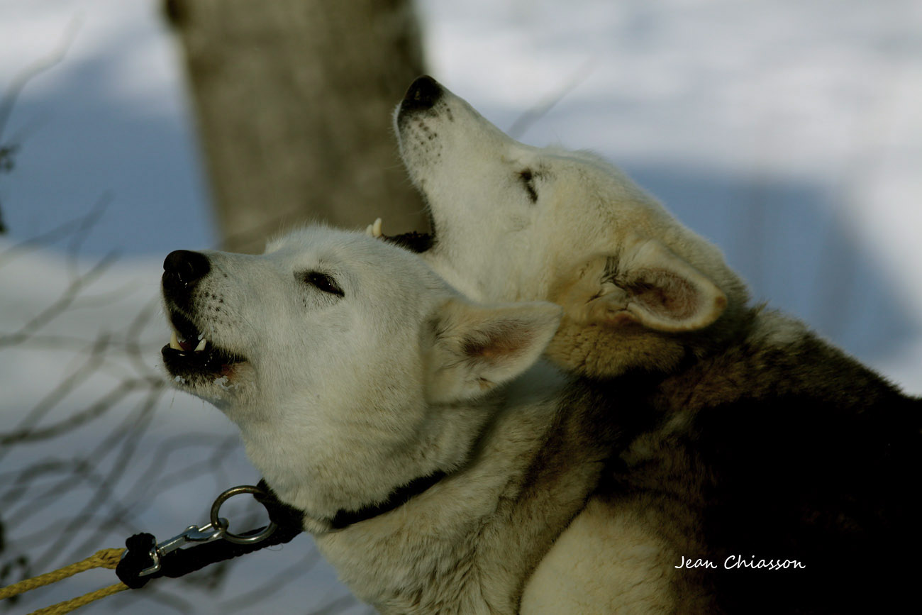 Chien de traineau  Dogsledding 