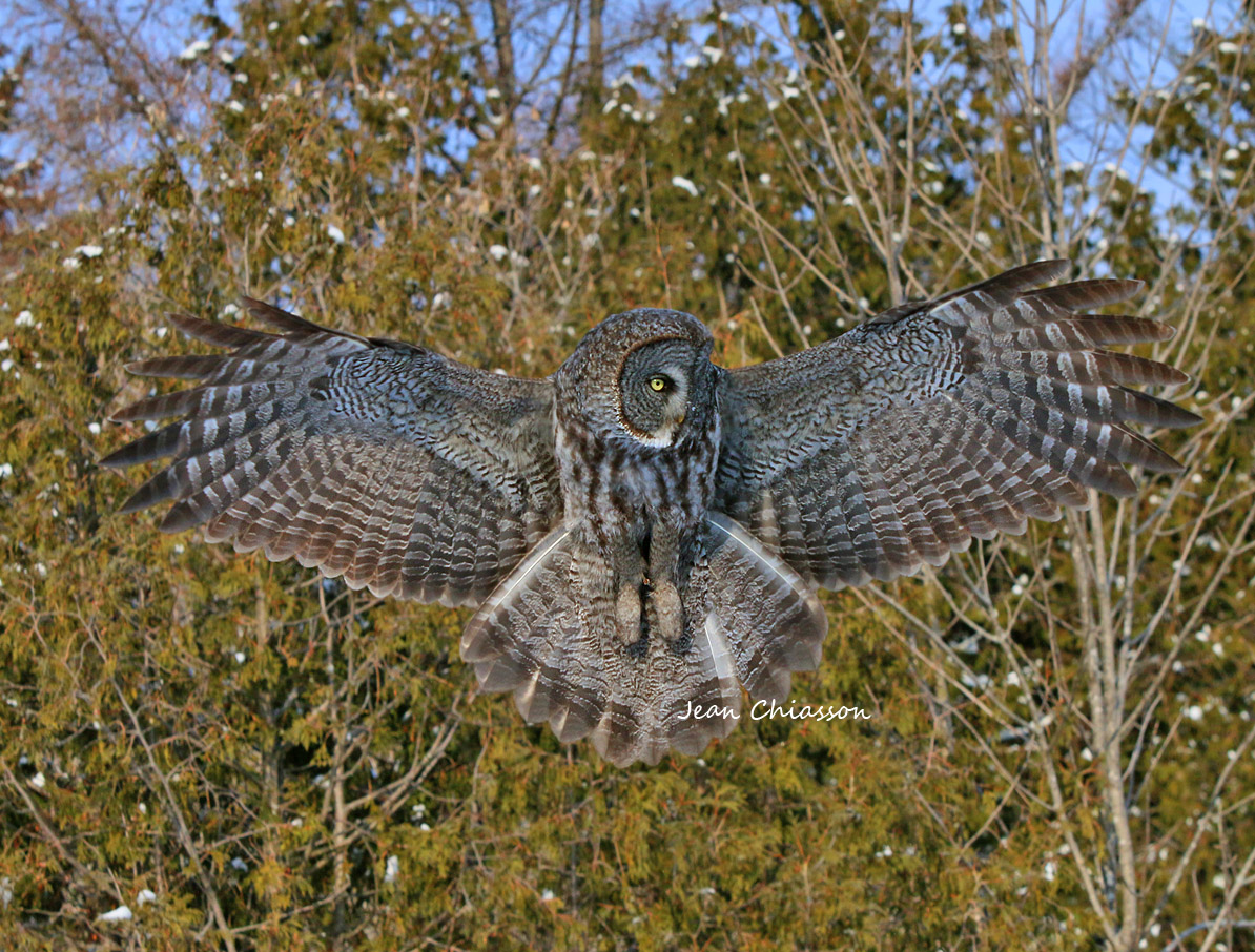 Chouette Lapone - Great Grey Owl