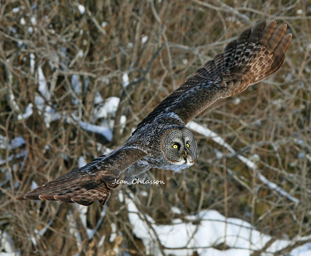 Chouette Lapone - Great Grey Owl