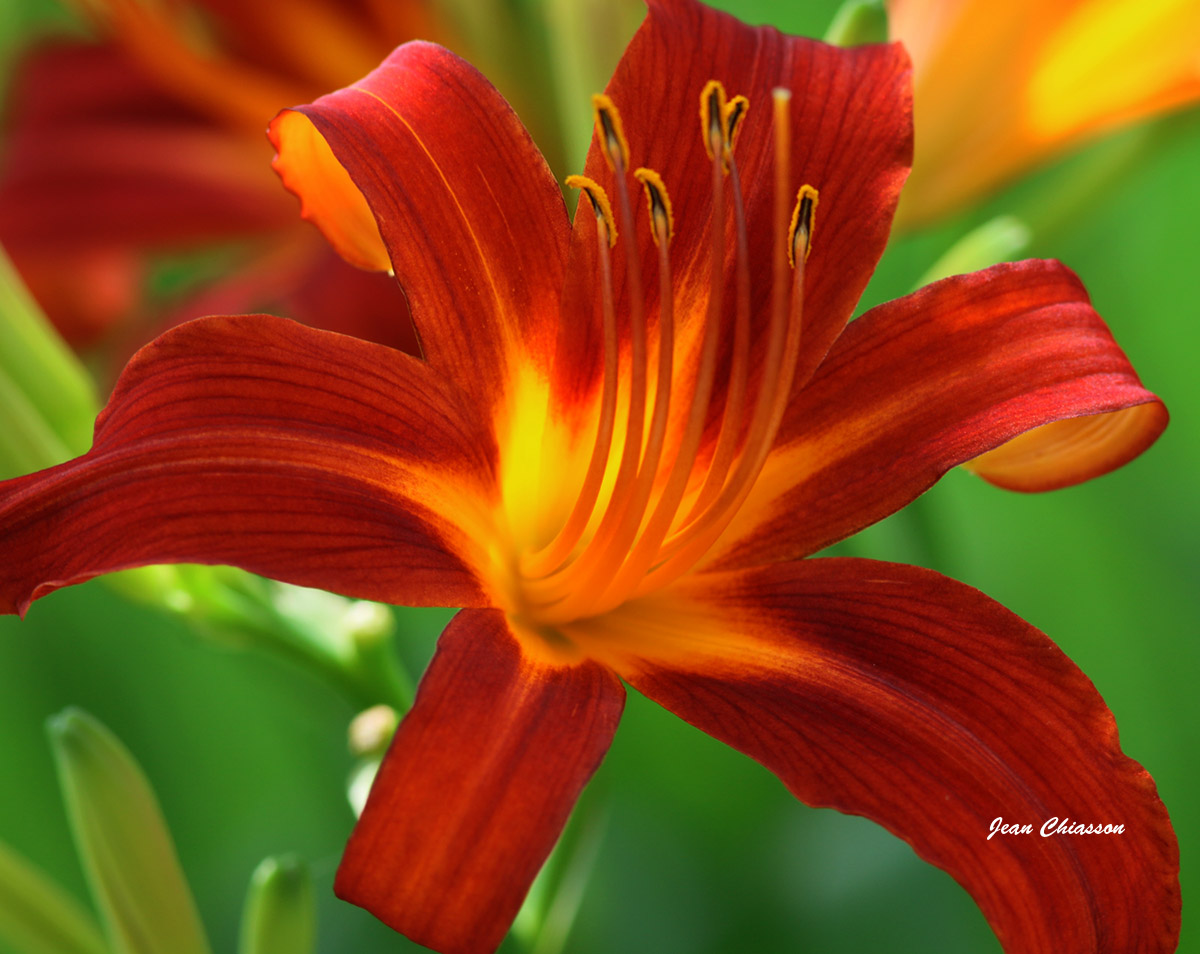 Hemerocallis