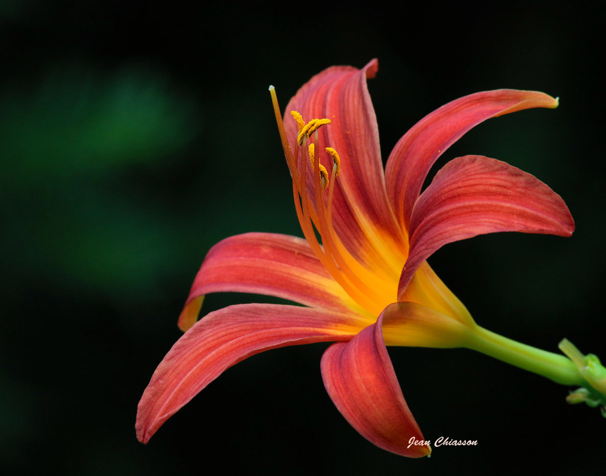 Hemerocallis
