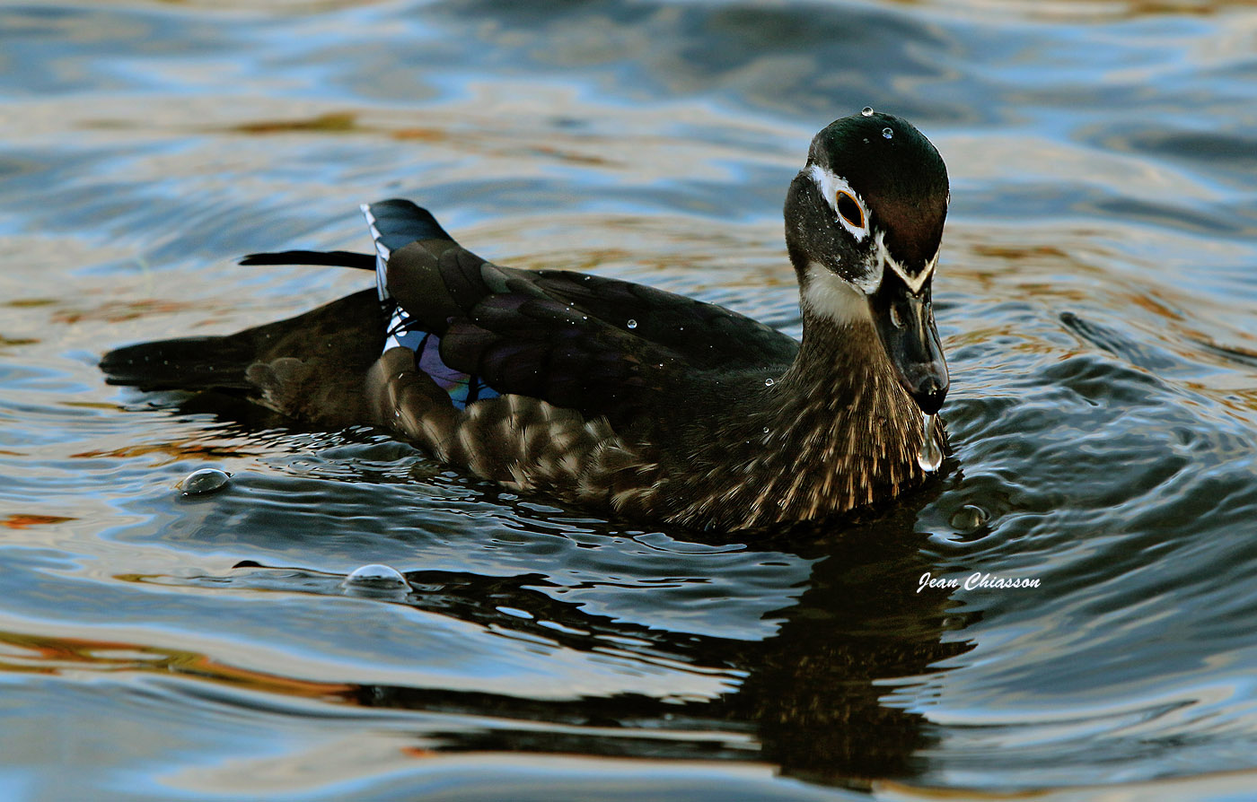 Canard Branchu _ Wood Duck