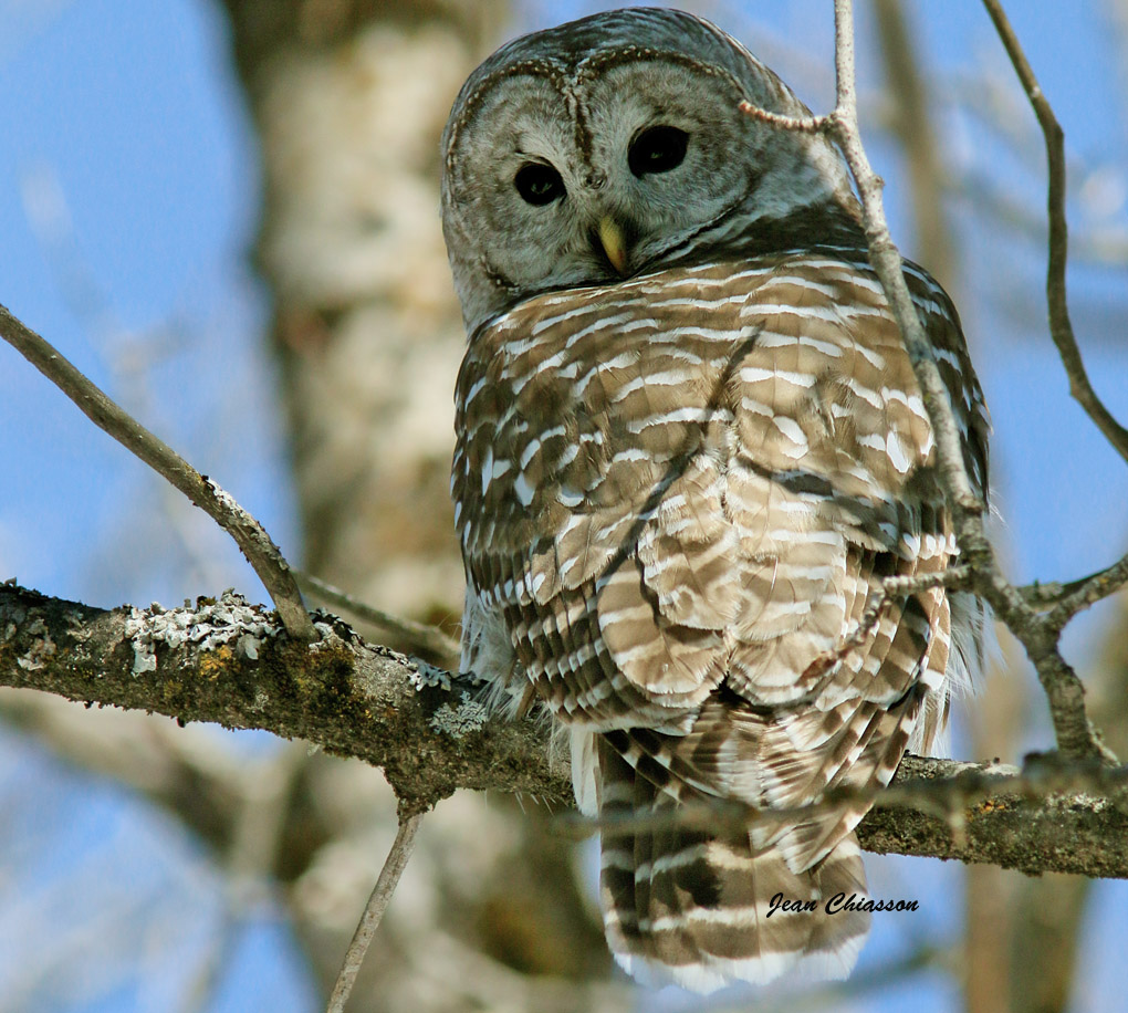 Chouette Raye  (Barred Owl )