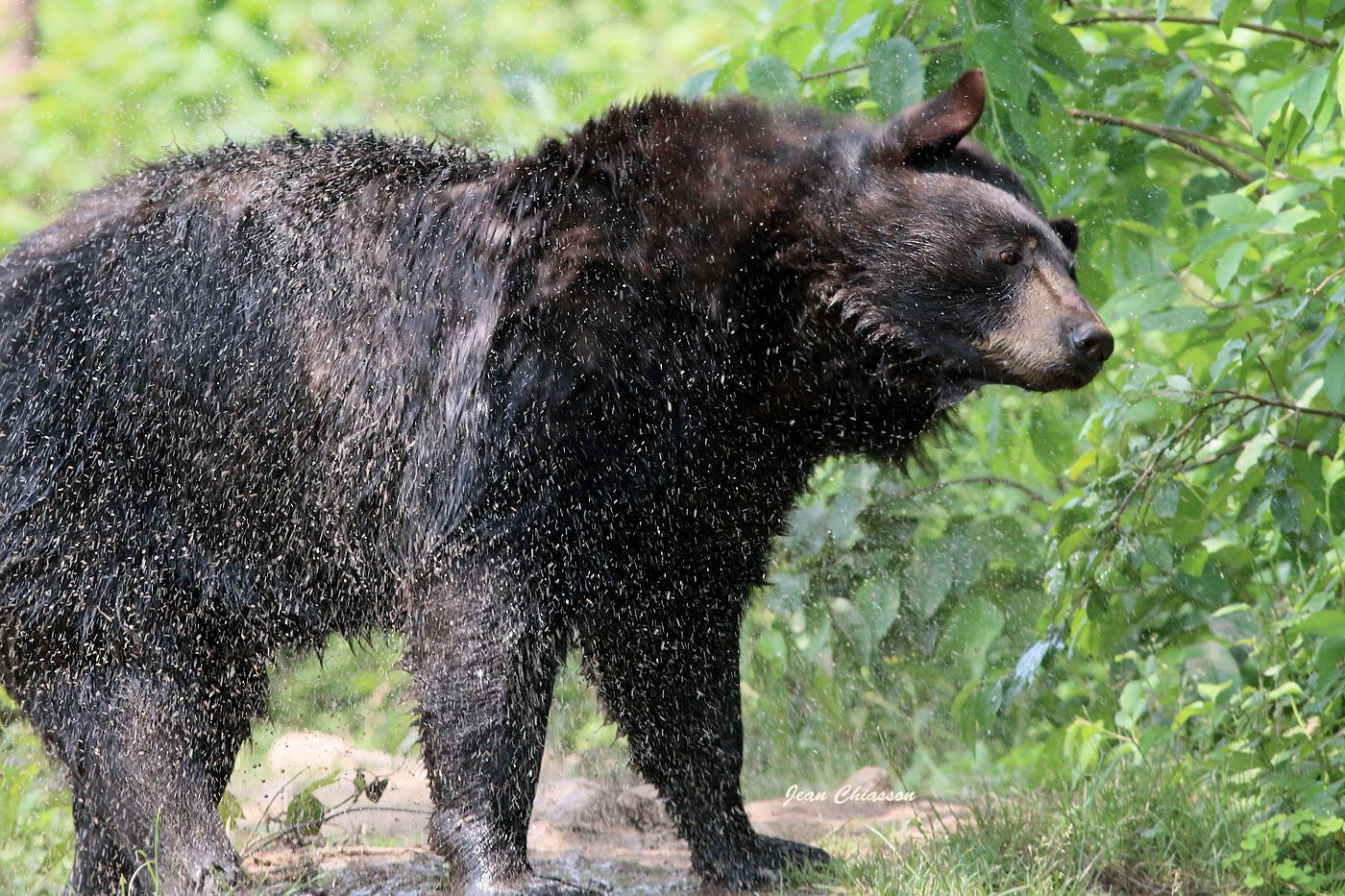 black bear