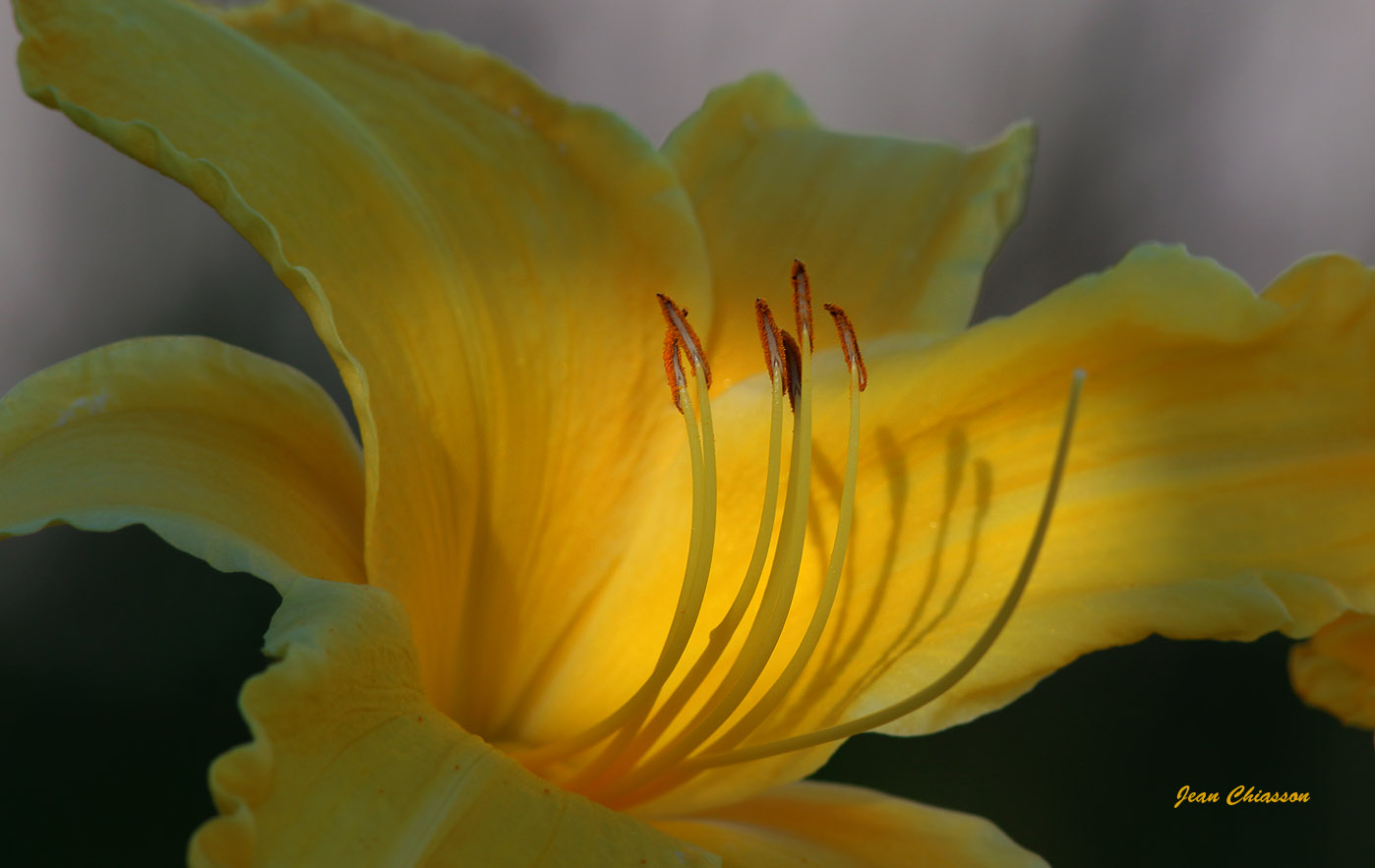 Hemerocallis