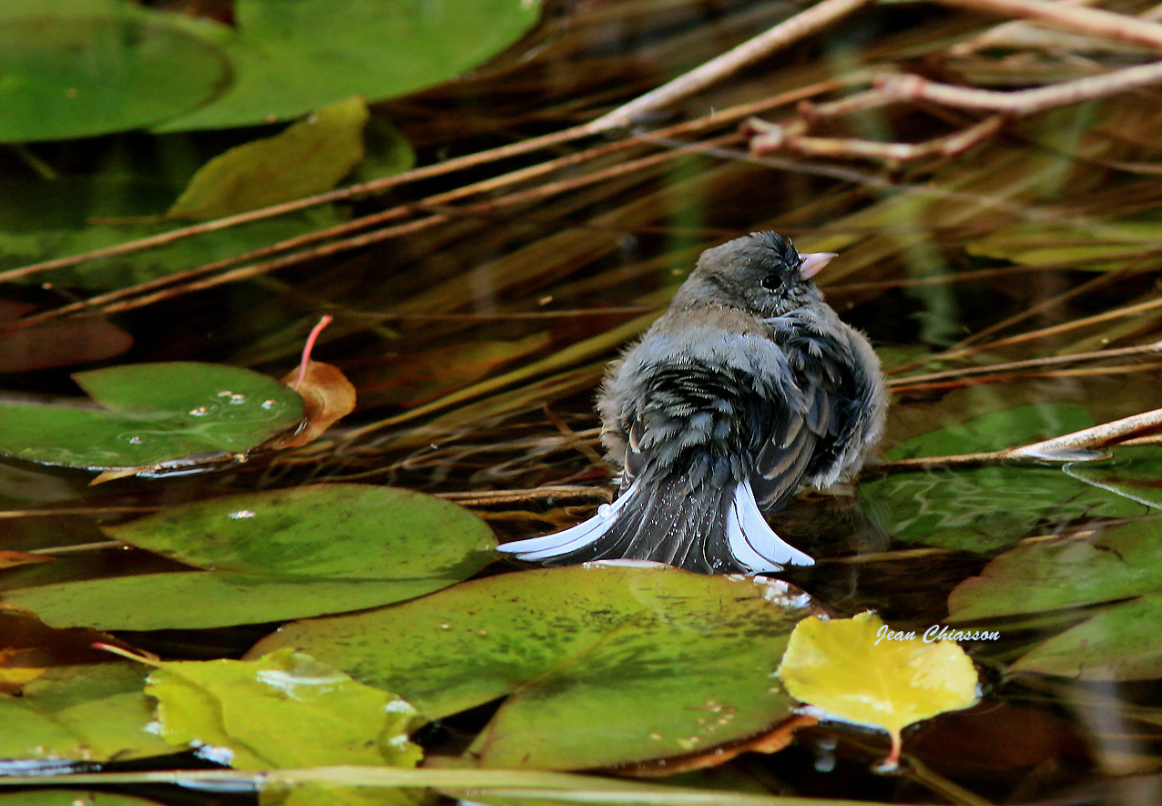 Junco Ardois /  Dark- eyed Junco