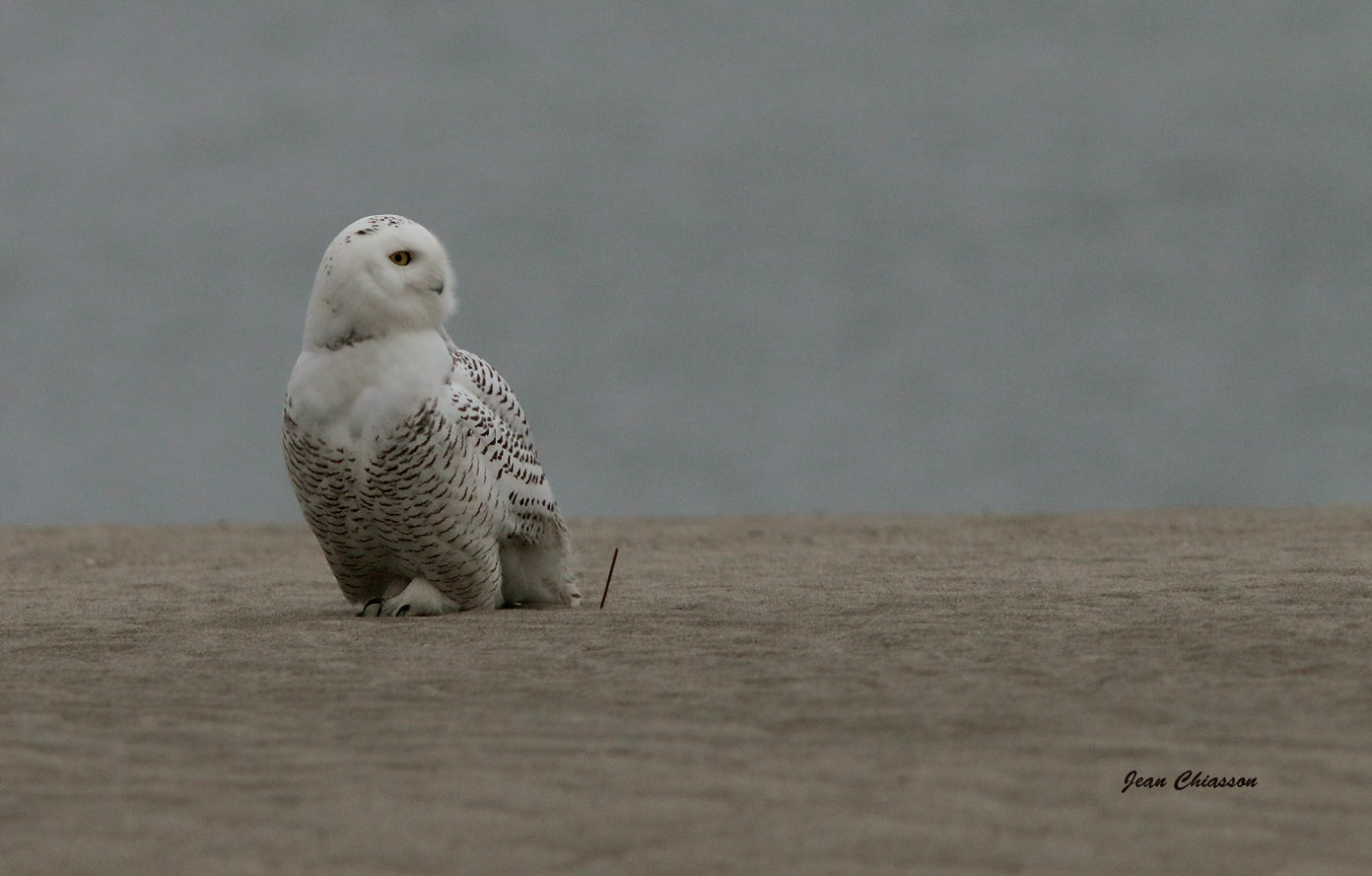 Harfang des Neiges  (Snowy Owl 