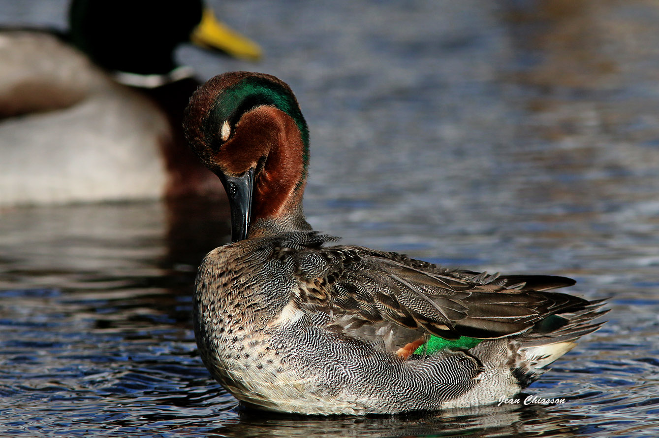        Sarcelle Dhiver ( Green - winged Teal )