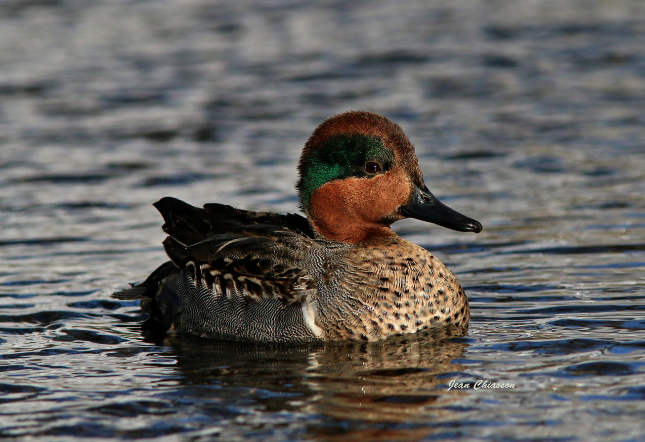   Sarcelle Dhiver ( Green - winged Teal )