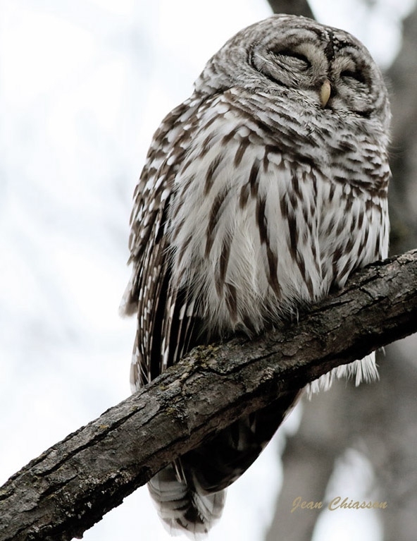 Chouette Raye  (Barred Owl )