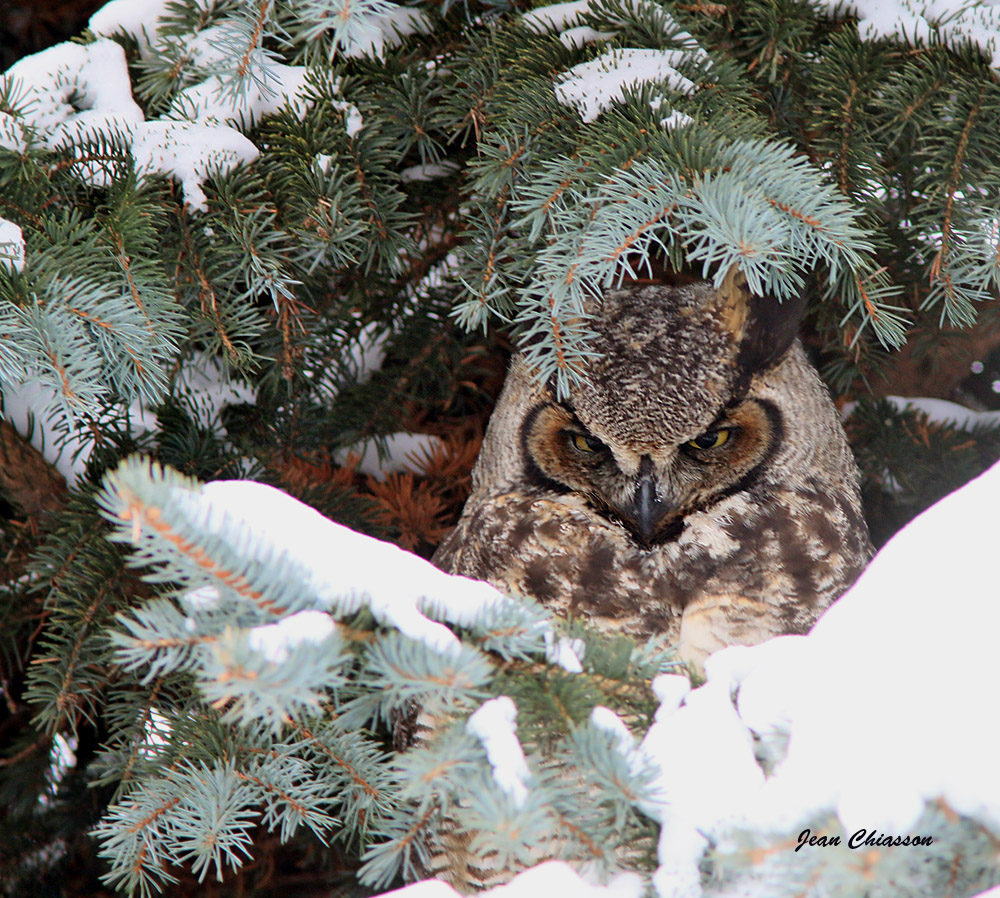 Grand Duc dAmrique - Great Horned Owl