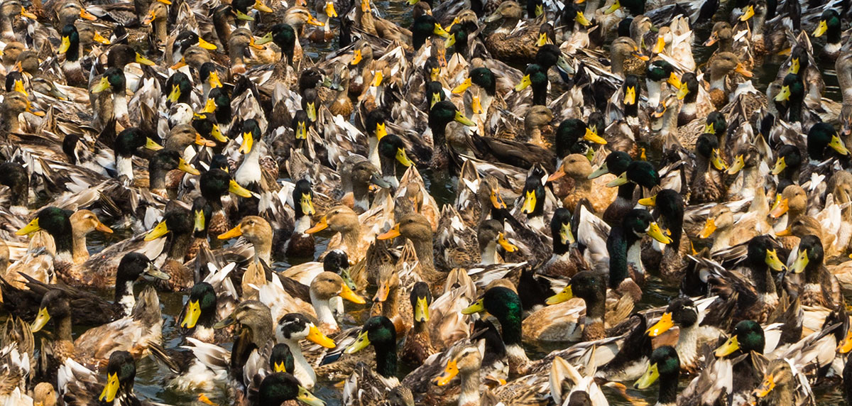 duckfarmingpattern.jpg