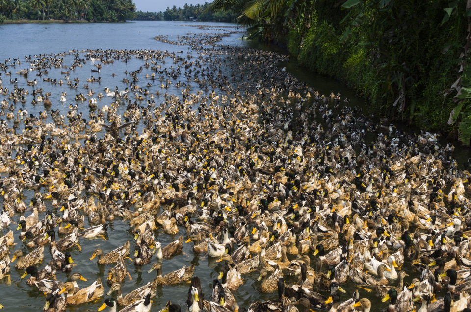 duckfarming9-sk.JPG
