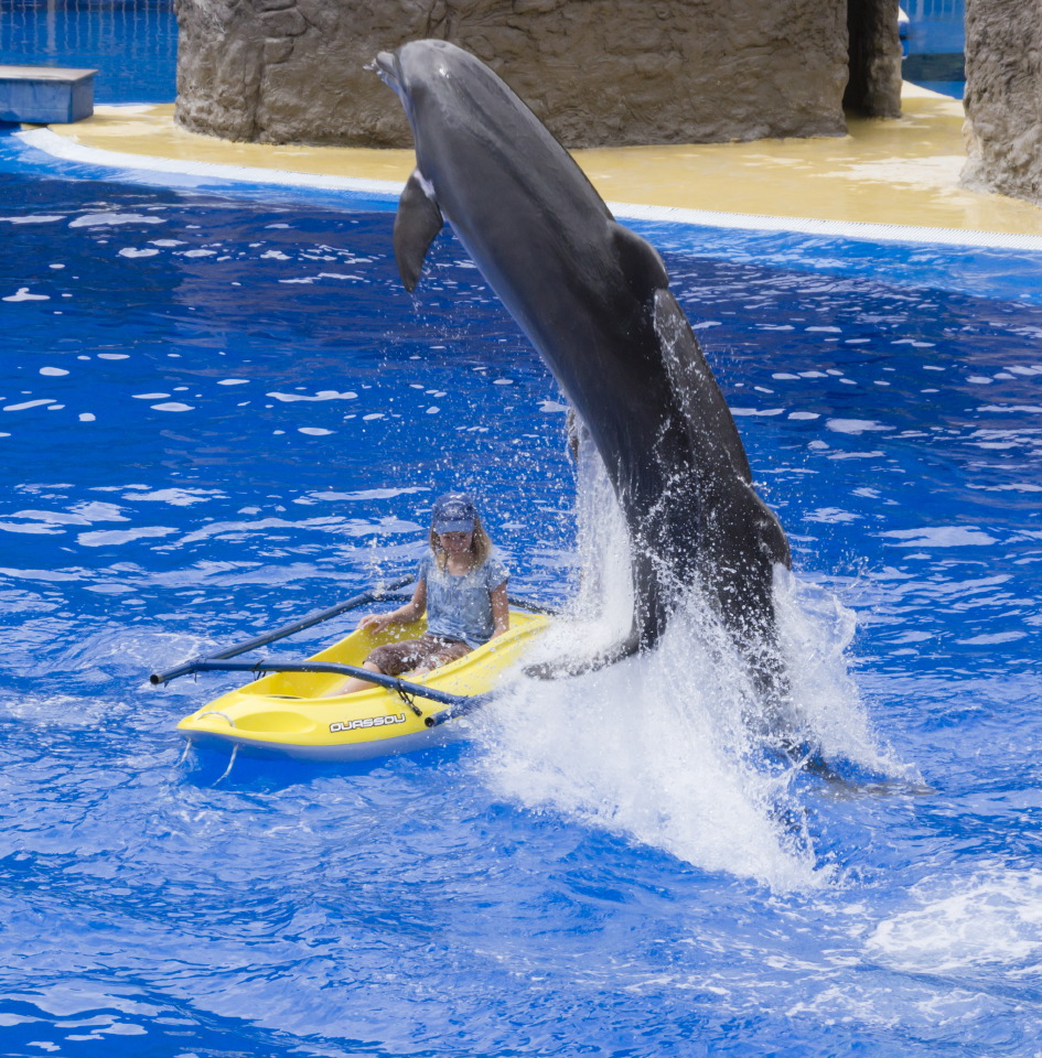 palmitosdolphins4-sk.JPG