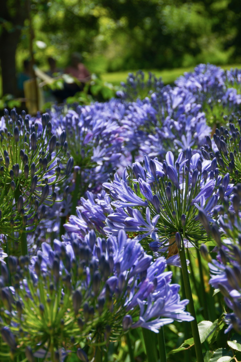 agapanthus3-sk.JPG